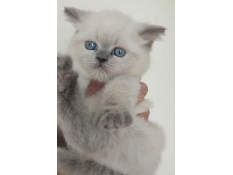 Farklı cins kediler vardır