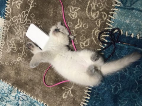 5 aylık oyuncu scottish fold
