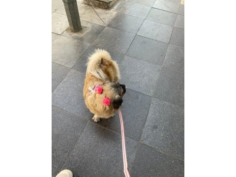 Acil ilan pomeranian kızımız yeni sahibine hayırlı olsun