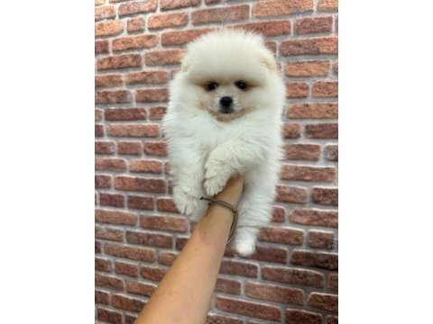 Pomeranian boo teacup dişi