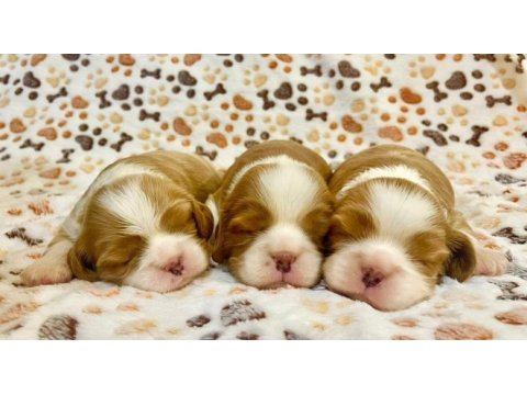 Muhteşem anatomiye sahip şecereli cavalier king charles