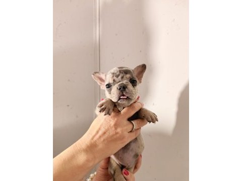 French bulldog yavrularımız