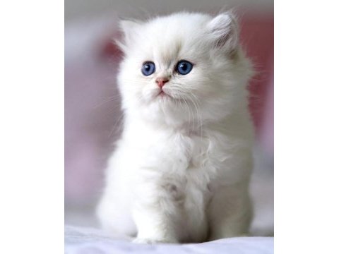 Benzeri olmayan ns1133 british longhair 