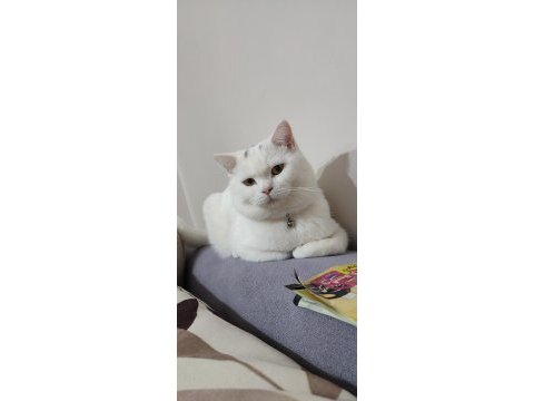 1 yaşında beyaz british shorthair