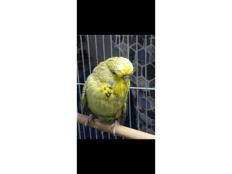 Şov jumbo muhabbet kuşu