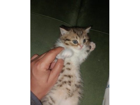 British shorthair kedimiz