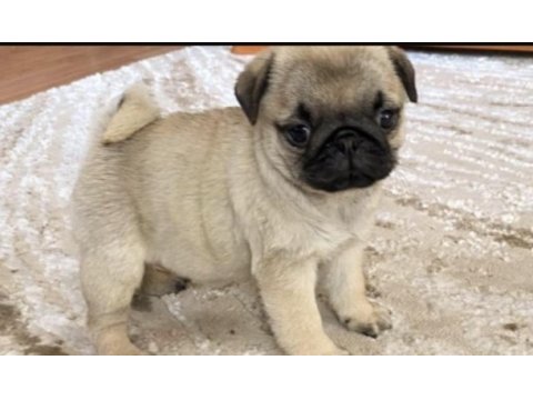 Pug safkan