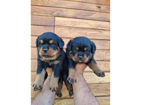 A şecereli yavrular macar koca kafa küt burun rottweiler
