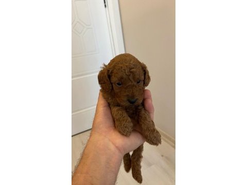 Garantili toy poodle yavrular