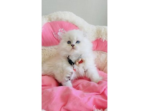 Maviş point british longhair bebeklerım 