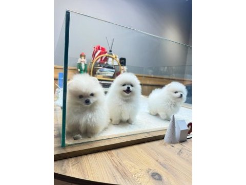 Sağlık ve ırk garantili kore pomeranian
