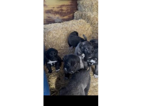 Irk ve sağlık garantili sivas kangal yavrular