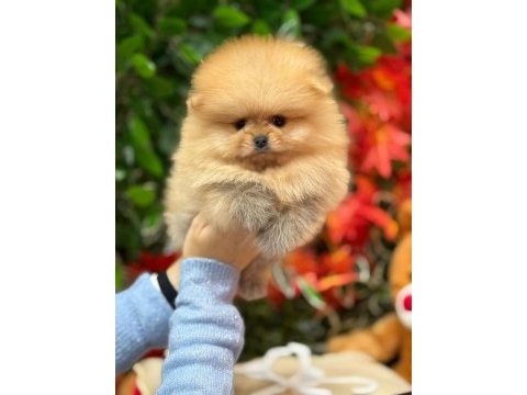 Safkan orjinal pomeranian boo şecereli yavrular