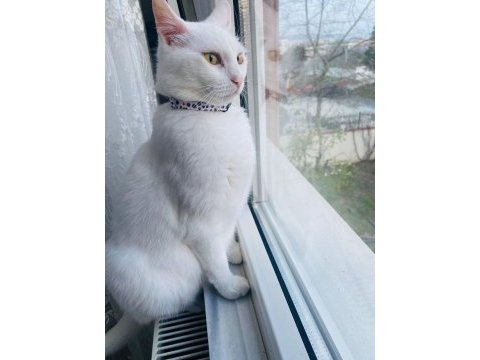 Güzel kızımız leydi hanıma kalıcı yuva arıyoruz