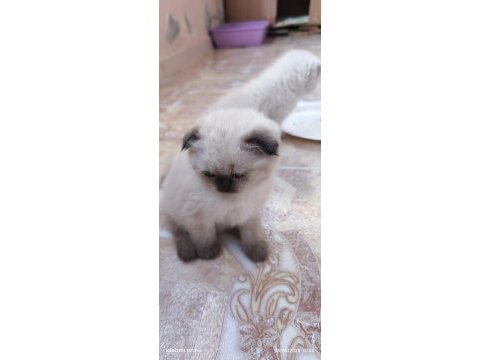 Güzeller güzeli scottish fold yavrularımız
