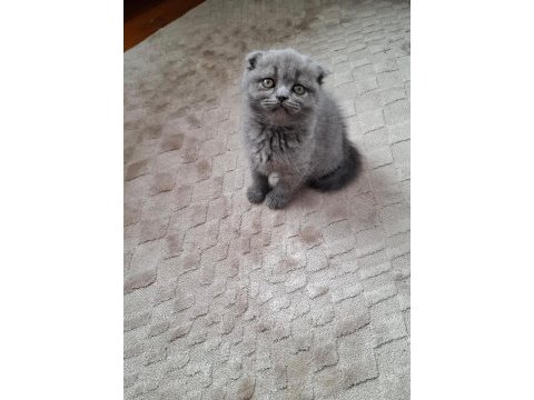 Kucuk scottish fold minnaklarim