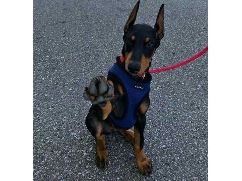 Kaliteli insanın kaliteli köpeği olur