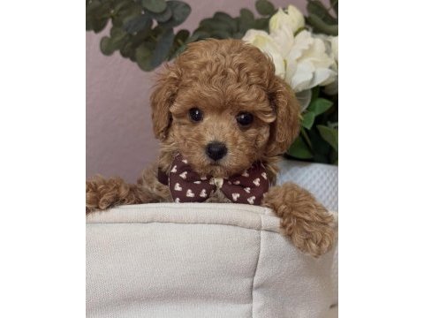 Apricot toy poodle bebekler