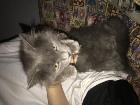 Yavru british shorthair bulutumuza yeni sahip arıyoruz