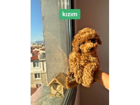 Dişi toy poodle