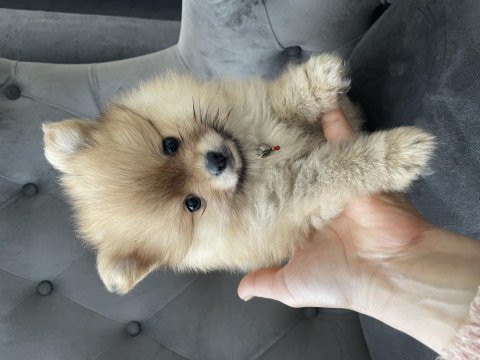 Dişi minik pomeranian