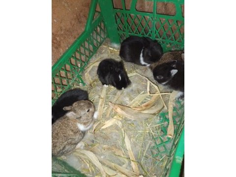 Orijinal netherland dwarf cüce tavşan
