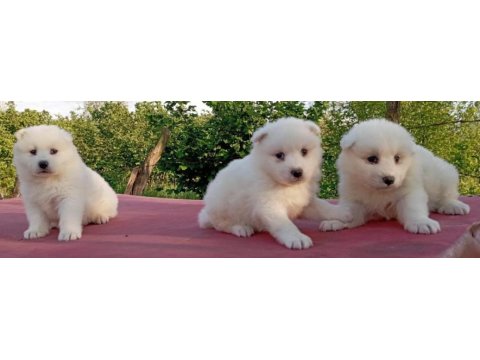 Kar beyaz samoyed yavrular çiftlikten