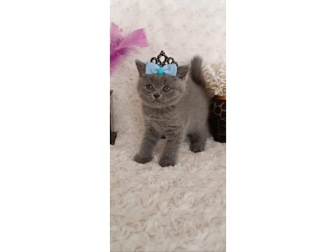 British shorthair yavru