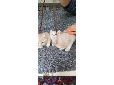 British shorthair golden cy11 cy12 yavru kediler