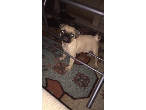 7 aylık pug yurt dışına çıkacağım için veriyorum