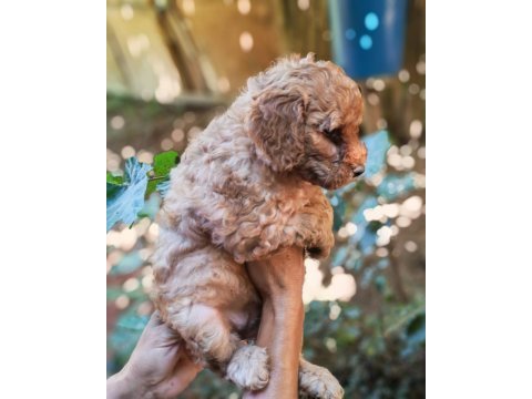 Uygun bütçeli harika maltipoo bebekler poodle gibi