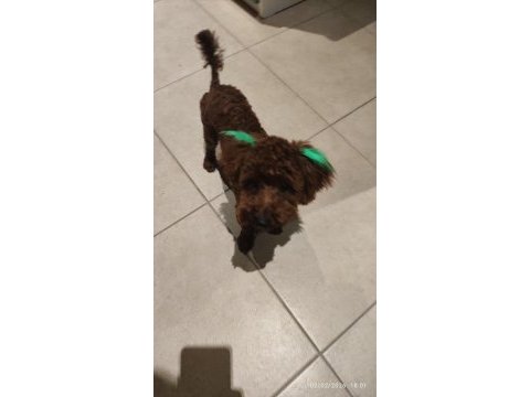 9 aylık erkek toy poodle