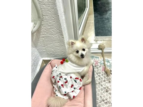 Dişi pomeranian sivri surat