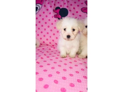Maltese terrier 45 günlük bebekler