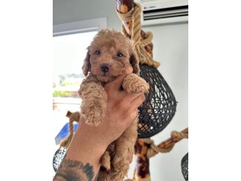 Minik toy poodle yavruları yeni sahiplerini arıyor