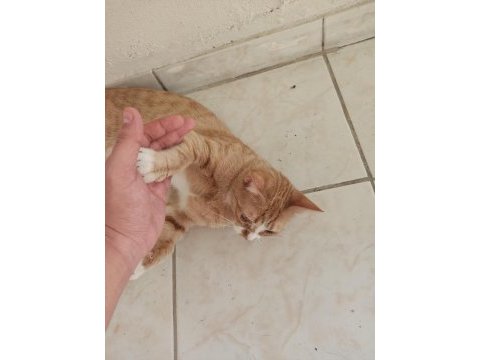 Çok uysal kısır kızımıza acil yuva arıyoruz