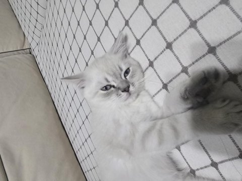 Eğitimli british shorthair
