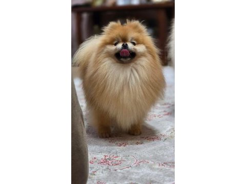 Ayı surat teddy bear boo yavrular
