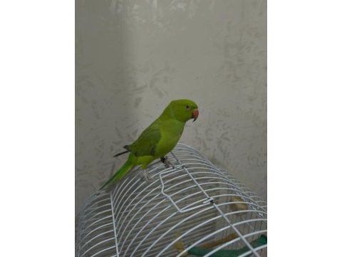Pakistan papağanı full evcil