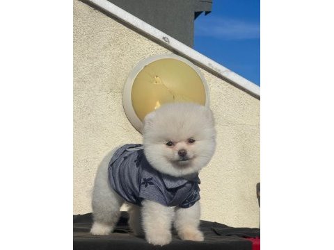 Safkan 1.sınıf pomeranian