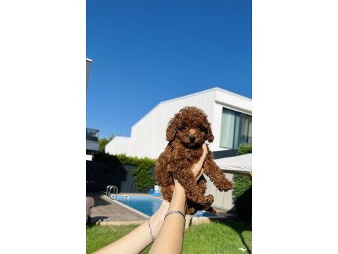En güzel toy poodle bebeklerimiz