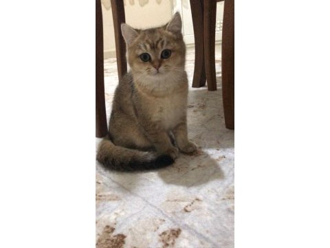 British shorthair