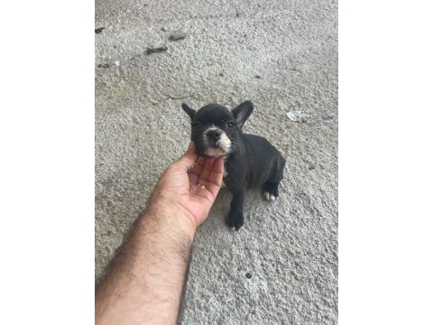 Şecereli french bulldog yavruları