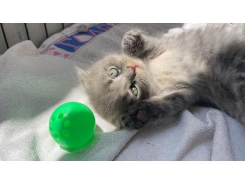 Erkek scottish fold 1.5 aylık