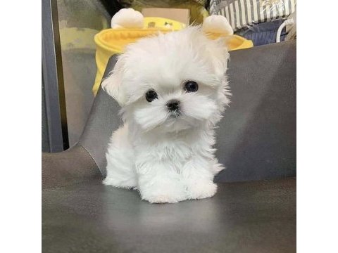 Teacup mini mini boy kore maltese
