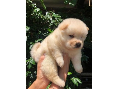 Ayı surat chow chow yavrularım