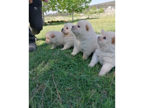 Orijinal çin aslanı yavrular ırk sağlık garantili köpekler