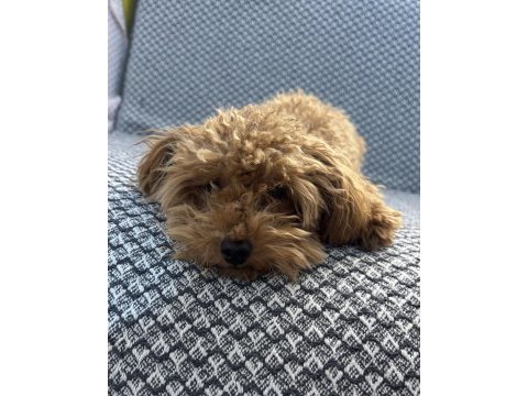 Tea cup ponçik poodle