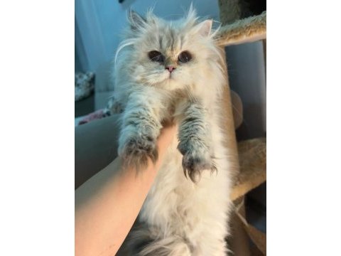 Blh ny2533 dişi 4 aylık british longhair