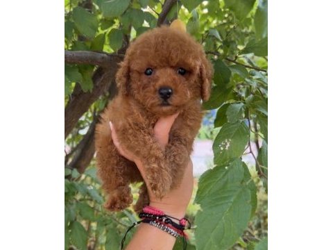 Toy poodle köpeği yavrularımız